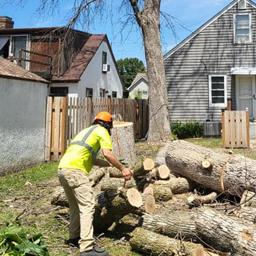 Tree Top Climber employee removing a tree in the backyard of a home