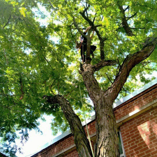 Tree Top Climber employee working in a tree