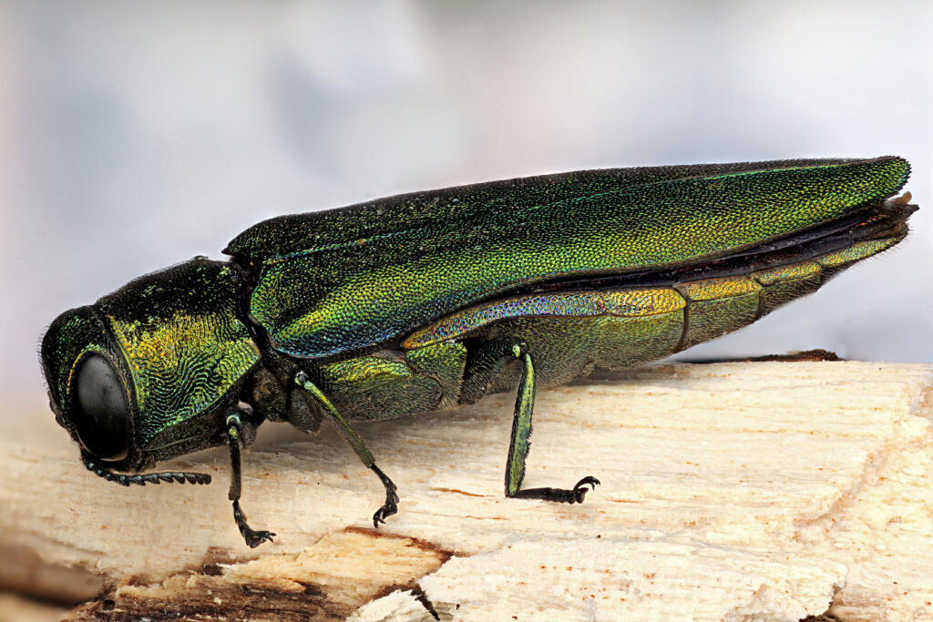 close up view of emerald ash borer beetle in the twin cities