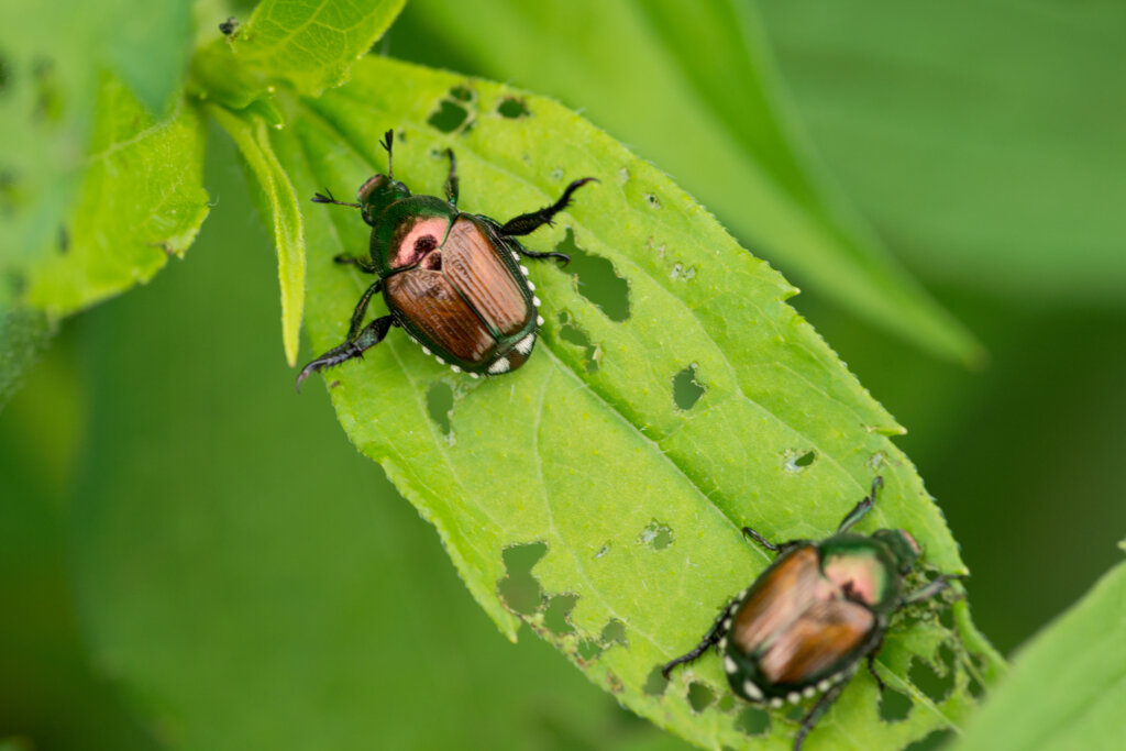 Japanese beetles destroy flowering plants in the twin cities