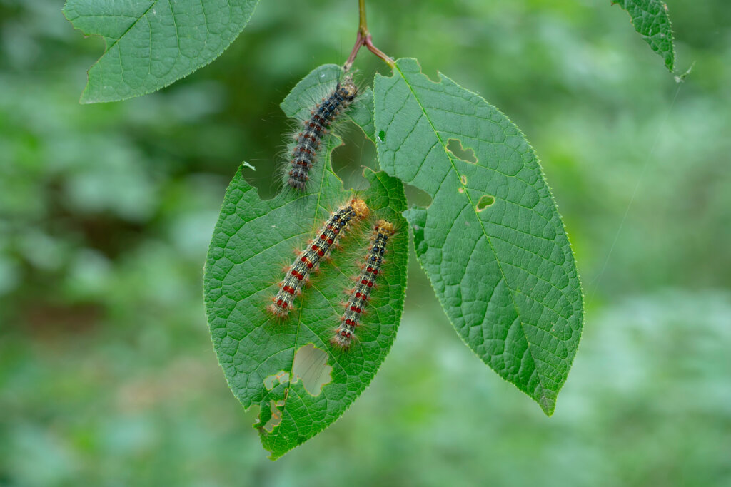 gypsy moth in the caterpillar stage decimating tree leaves in the twin cities