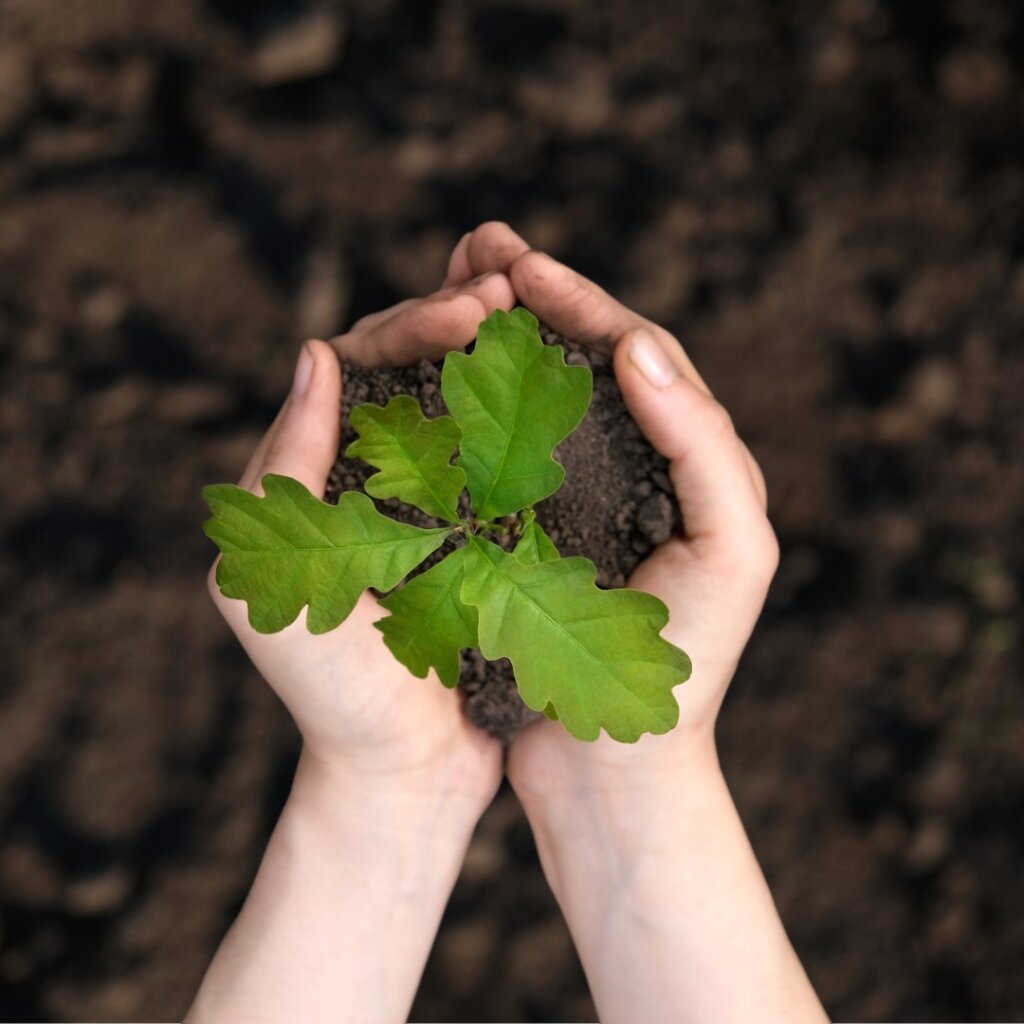 Young Oak Trees