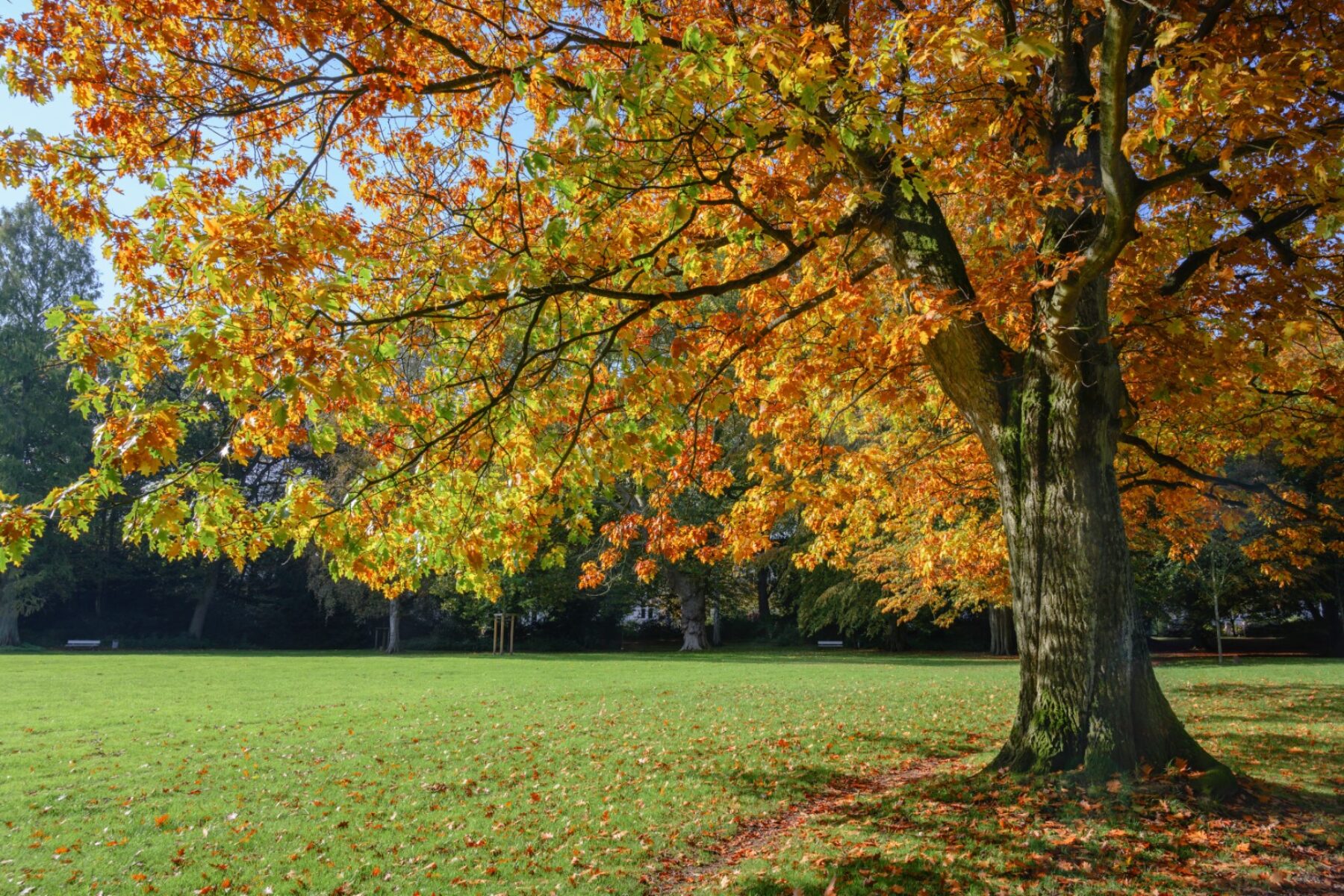 Oak trees in Twin Cities Parks