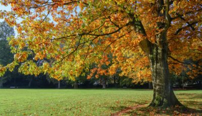 Oak trees in Twin Cities Parks