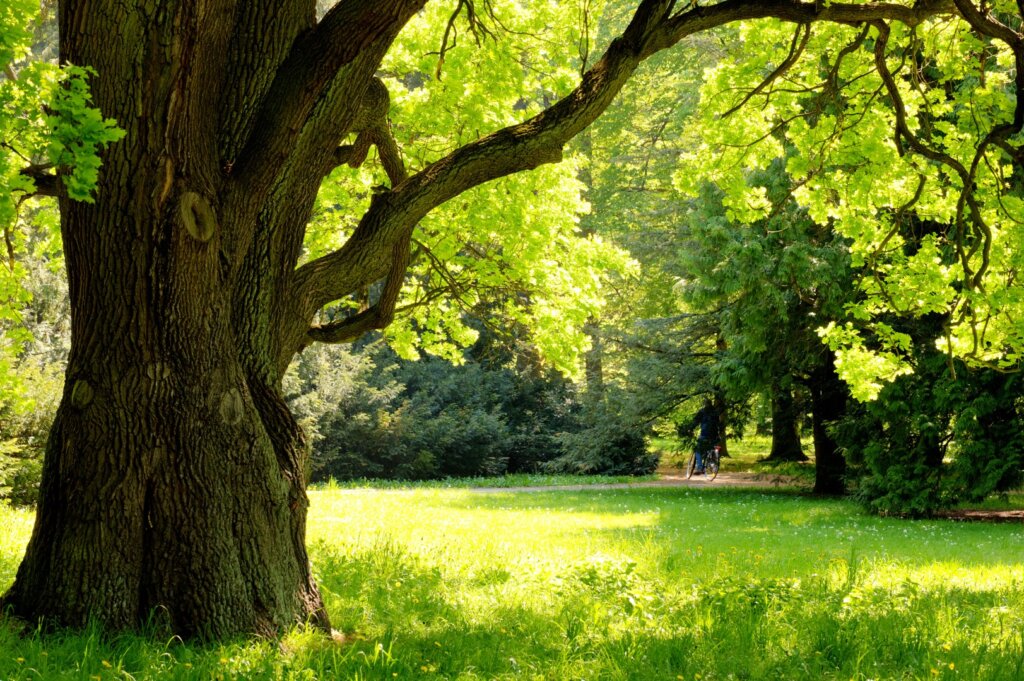 Oak trees in Twin Cities Parks