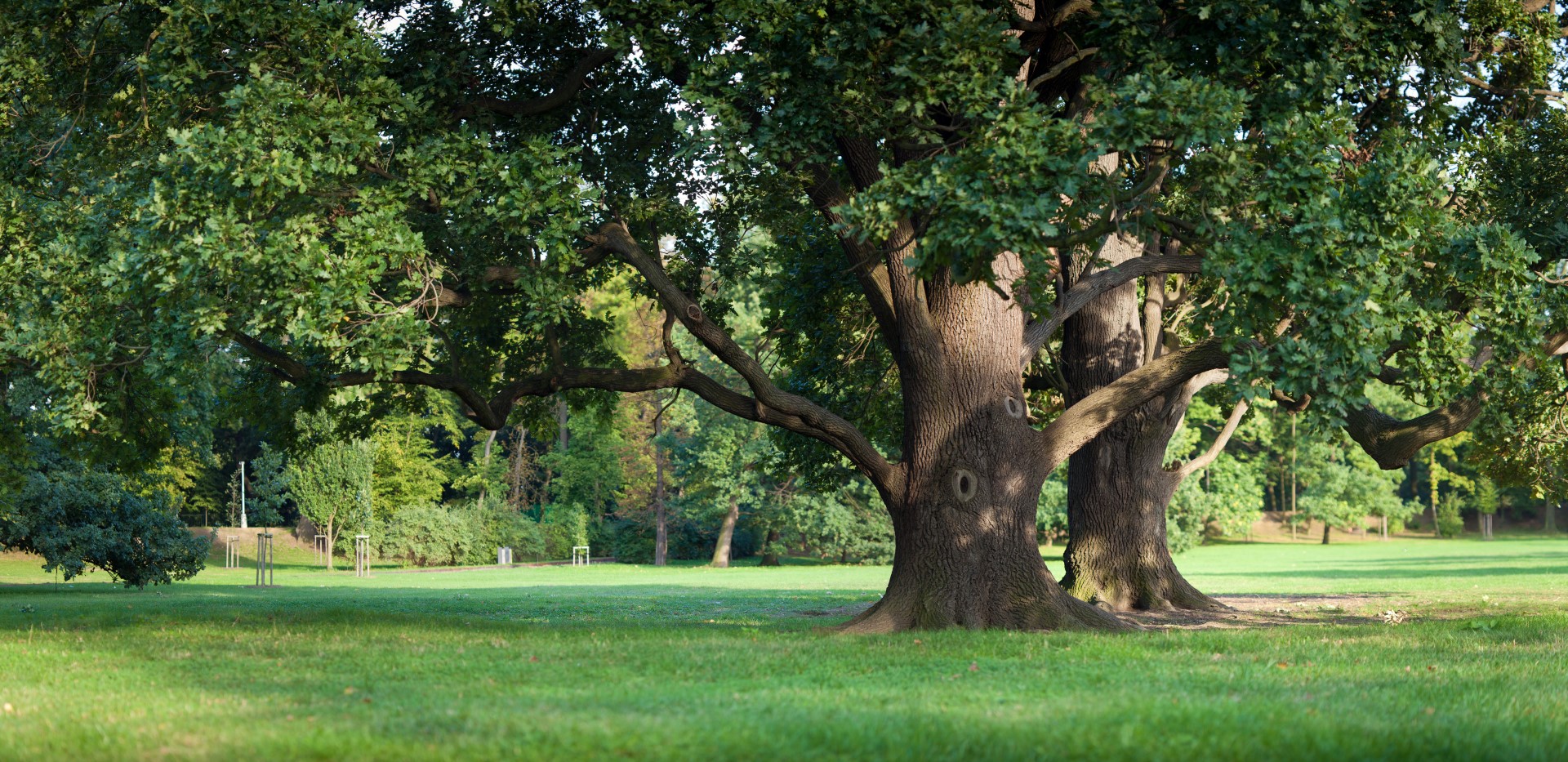 Old oak trees in Twin Cities Parks